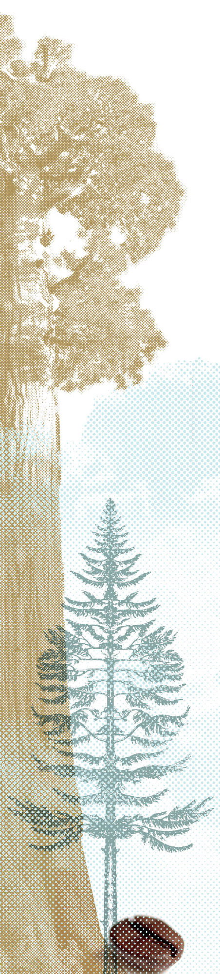 0215 8000 feet trees coffee bean woutmu