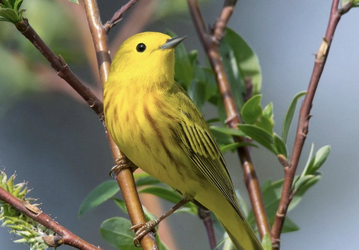 Song Sleuth Puts Birding at Your Fingertips Song Sleuth Puts Birding at Your Fingertips
